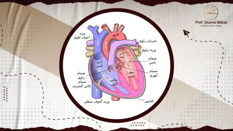 ماذا تسمى الممرات التي تصل بين كل أذين وبطين في القلب؟