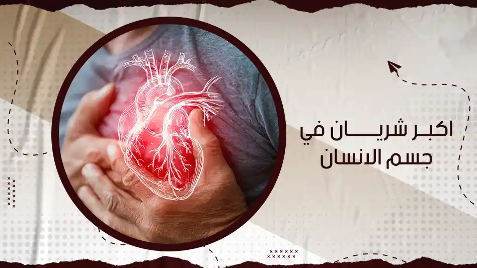 اكبر شريان في جسم الانسان